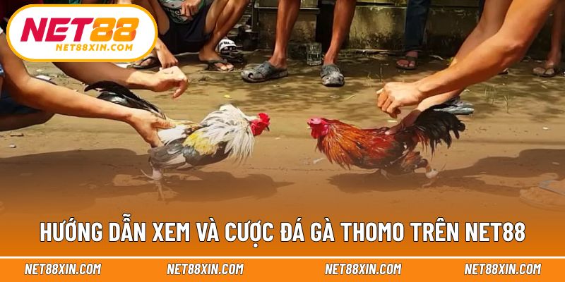 Cách theo dõi và tham gia trận đấu đúng quy trình