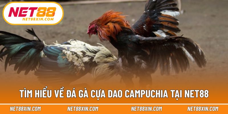 Giới thiệu tổng quan về đá gà cựa dao Campuchia trực tuyến