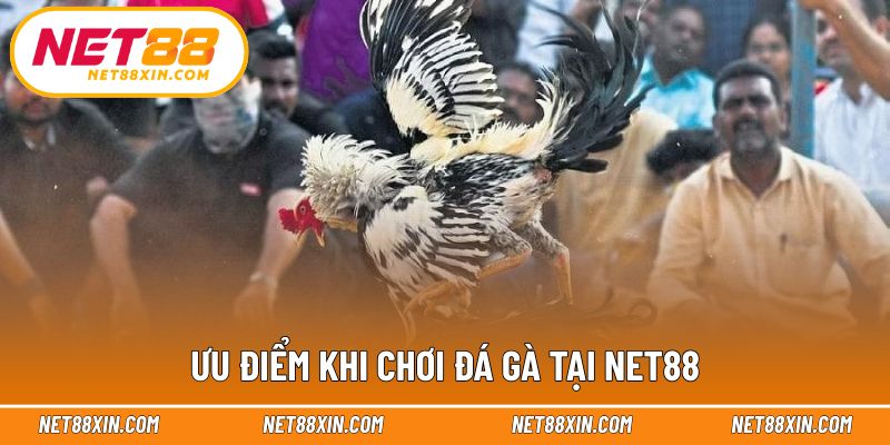 Những lợi thế khi theo dõi đá gà trực tuyến tại nhà cái