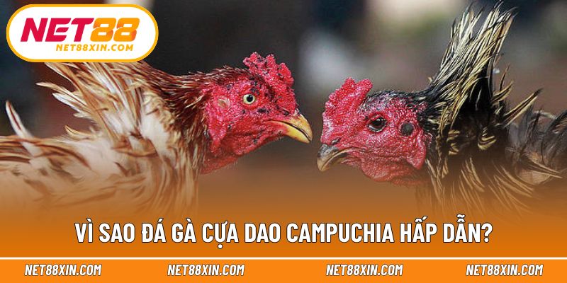 Những yếu tố tạo nên sức hút đặc biệt của bộ môn này