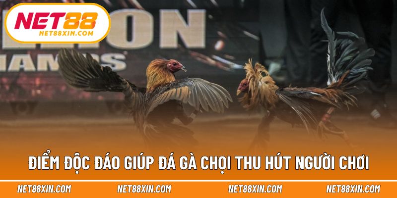 Những yếu tố tạo nên sức hút lâu dài của đá gà chọi